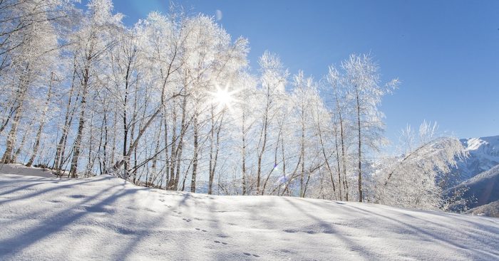 Photo taken on a sunny winter morning after a snowfall. In the woods everything is frozen due to very low temperature and the trees are white. Sun is peeking through the branches.