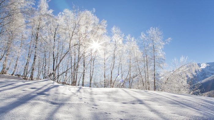 Photo taken on a sunny winter morning after a snowfall. In the woods everything is frozen due to very low temperature and the trees are white. Sun is peeking through the branches.